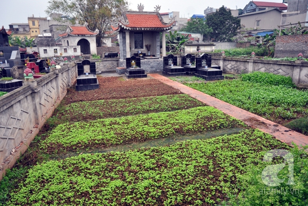 rau muống